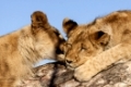 Junge Löwen (Panthera leo) im Porträt